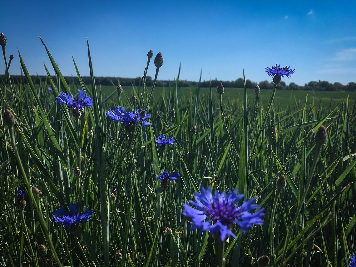 Kornblumen am Wegrand