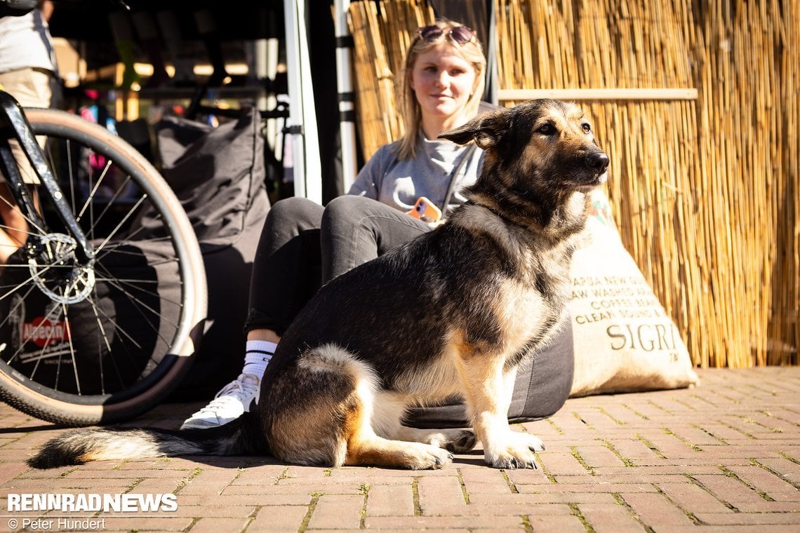 Der hat es uns besonders angetan: Ein Dackel-Schäferhund-Mix (!) mit putzigen Proportionen und extraflauschigem Pelz.