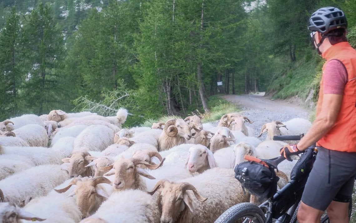 Ziegen- und Schafherde auf der Via del Sale