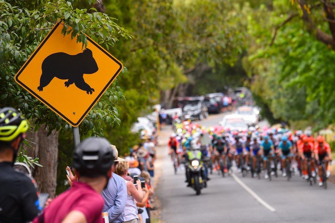 Koalas crossing