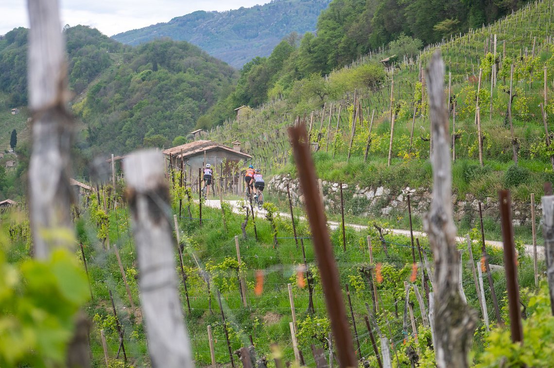 Was ist schöner: durch Weinberge fahren, oder Wein trinken?