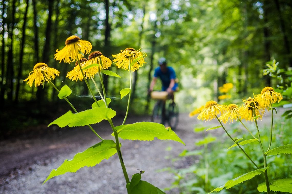 Zwischen Lenggries und Starnberg wird die Landschaft wieder zahmer. Es geht über schöne Wege durch kleine Wälder und über wilde Wiesen.