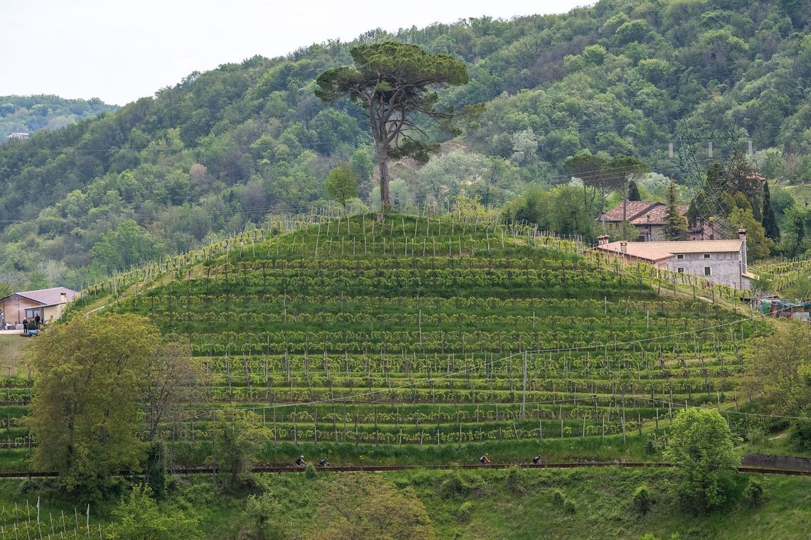 Die Route schraubt sich dann schnell in die Weinberge.