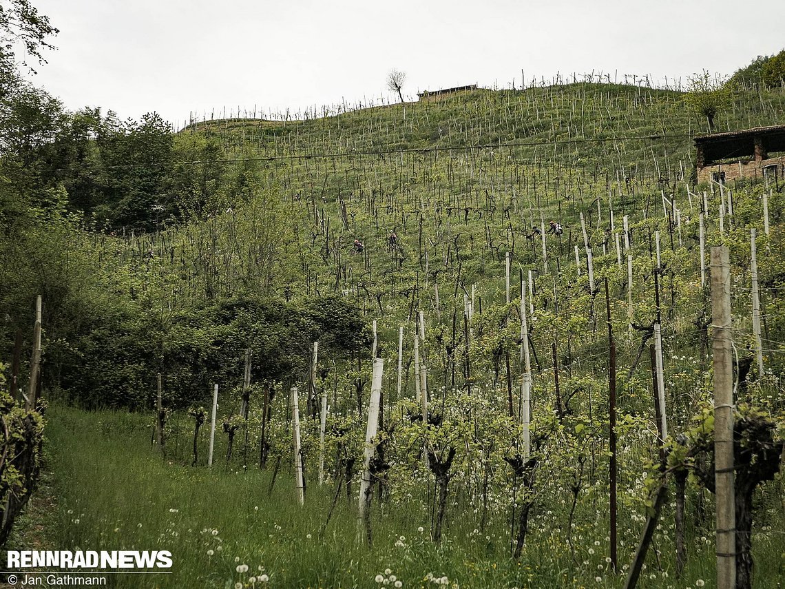 In diesem steilen Weinberg haben wir ein paar Radfahrer:innen versteckt