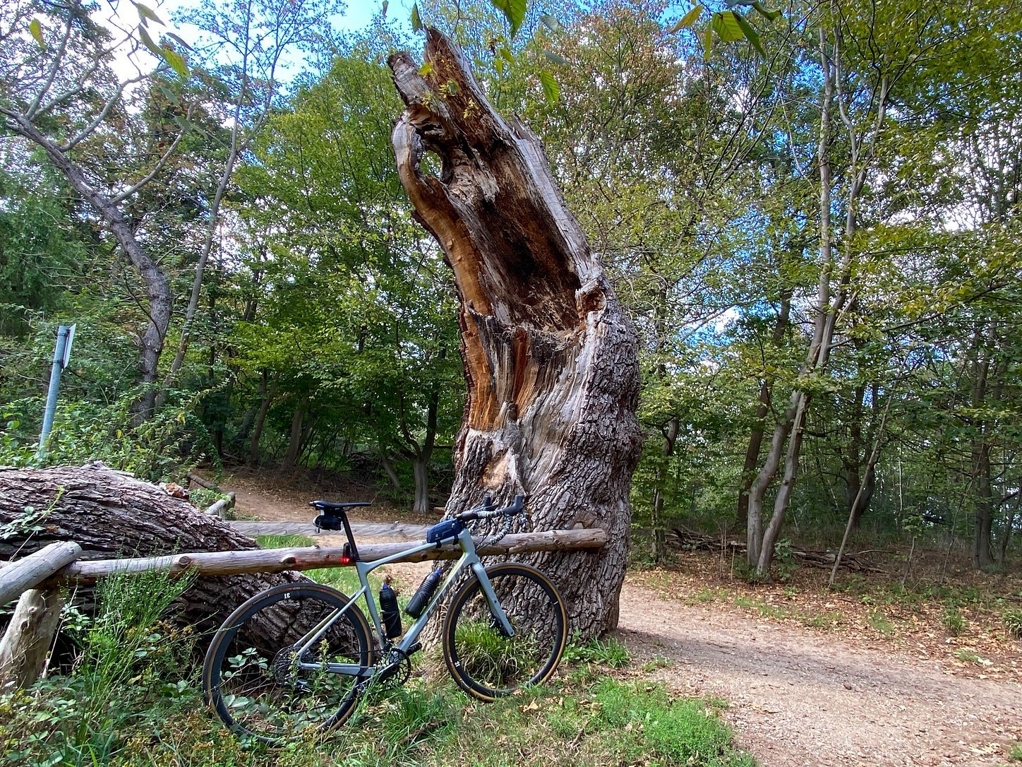 Foto Ich war einmal ein Baum RennradNews.de