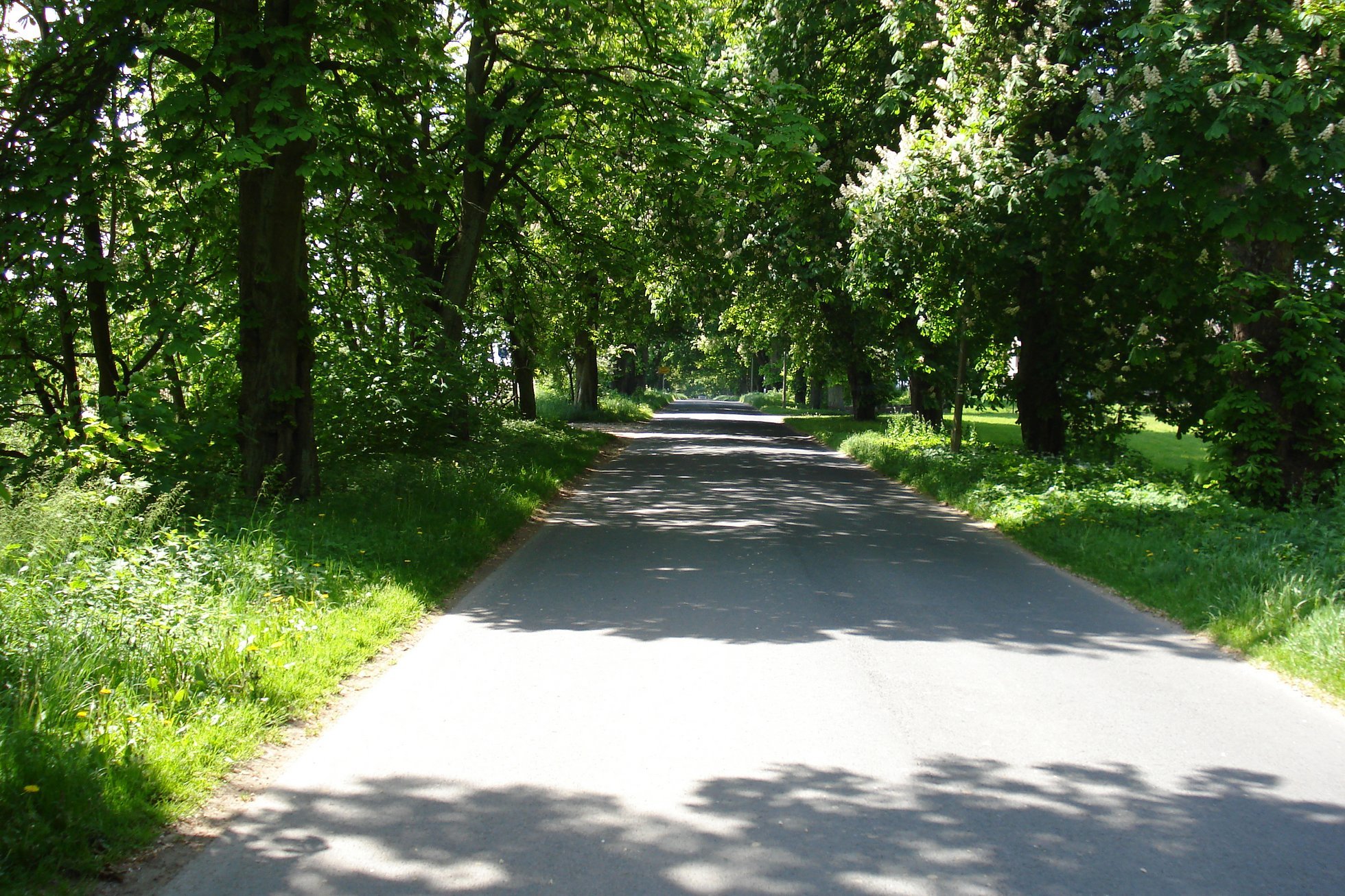 Allee Allee Eine Straße Viele Bäume Allee Allee Eine Straße Viele Bäume