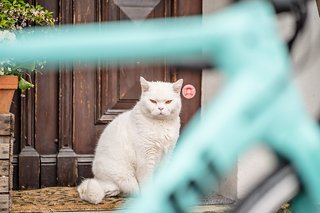 Katzen würden schnelle Socken kaufen.