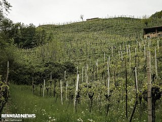 In diesem steilen Weinberg haben wir ein paar Radfahrer:innen versteckt