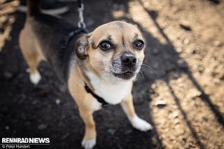 Cave Canem! Merke: Man muss nicht groß sein, um sich groß aufzuspielen!