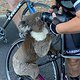 Rennrad-Fahrer rettet Koala-Bär in Australien