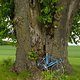 Da steckt ein Rad im Baum