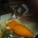 Weihnachts-Kampf-Essen bei den Mäusen
