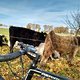 Wollige Kuh mit Rad