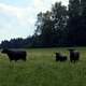 Familie Kuh ohne Netz und doppelten Boden