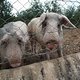 Glückliche (?) mallorquinische Hausschweine 