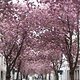 Kirschblüte Bonn