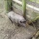 Schweingehabt-kein Regen