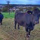 Am Wegesrand gefunden, das Black Angus Rind