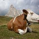 Glückliche Dolomiten-Kuh!