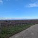 Start your week Run 😅 3Königs-Lauf in stormy weather 
Rebberge Schlatt/Krozingen/Biengen