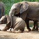 elefanten nachwuchs