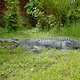 Borneo/Crocodille Farm