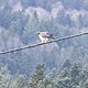 Black Forest Brevet Silver 🌞💨🌞💨🌞💨 nur echt MIT Wackelkontakt 💯🔥🤪 Geier, Schaui 06/2025, Belchen, Blauen und die Böllener Ulle  Gedächtnis- Rampen 🫣 ungeplant der Nase nach, weil Wetter- App 😱😭