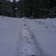 2010 12 02 Spur im Schnee
