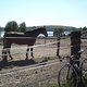 Pferdchen am Krampnitzsee