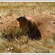 Marmotte am Agnel