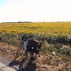 Sonnenblumenfelder vor Senec
