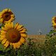 Sonnenblumen -2-