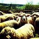 Trainingslager für KH-Schafe