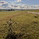 Distel am Deich