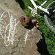 Alter Mist: Hundekacke artistisch auf einem Stein abgelegt.