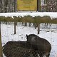 Wildschweingehege im Fürther Stadtwald